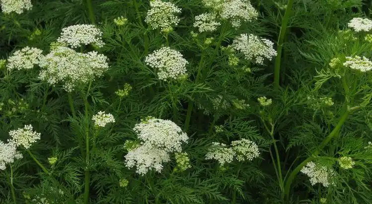 图为开花的蛇床草,用蛇床子与苦参泡酒,适用于神经性皮炎,皮肤瘙痒