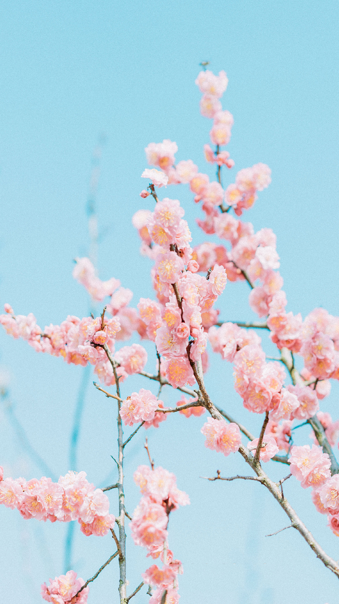 小清新桃花唯美高清手机壁纸图片
