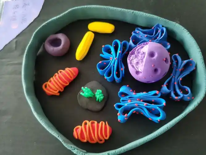 指尖上的生物——汶城中学高一年级细胞模型制作大赛 - 美篇