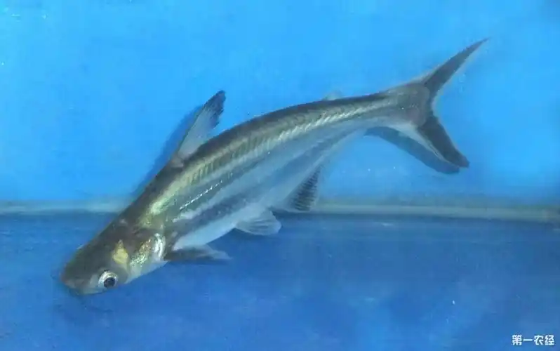 观赏鱼蓝鲨属于鲶鱼吗?观赏类鲶鱼品种有哪些?