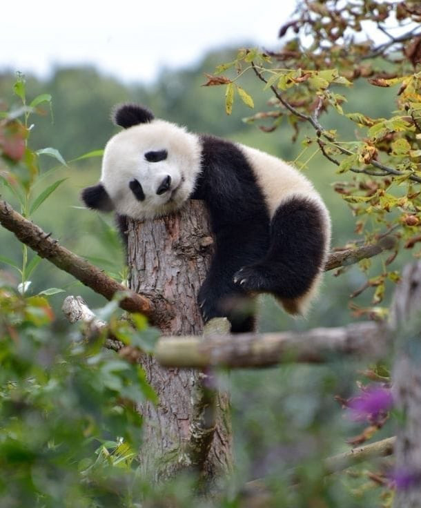 大熊猫挂树上熟睡#挂树上睡觉的熊猫宝宝好可爱啊95.