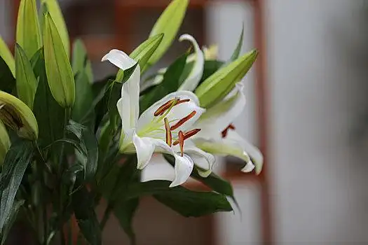 香水百合图片_香水百合图片大全_香水百合图片素材