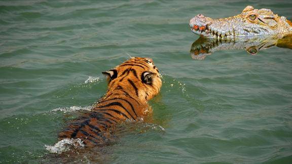 果然王者风范老虎大战鳄鱼
