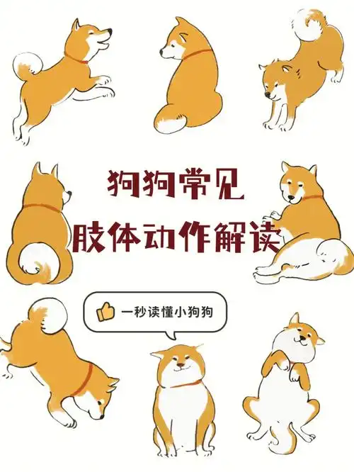 狗狗常见肢体动作解读一秒读懂你的小狗狗