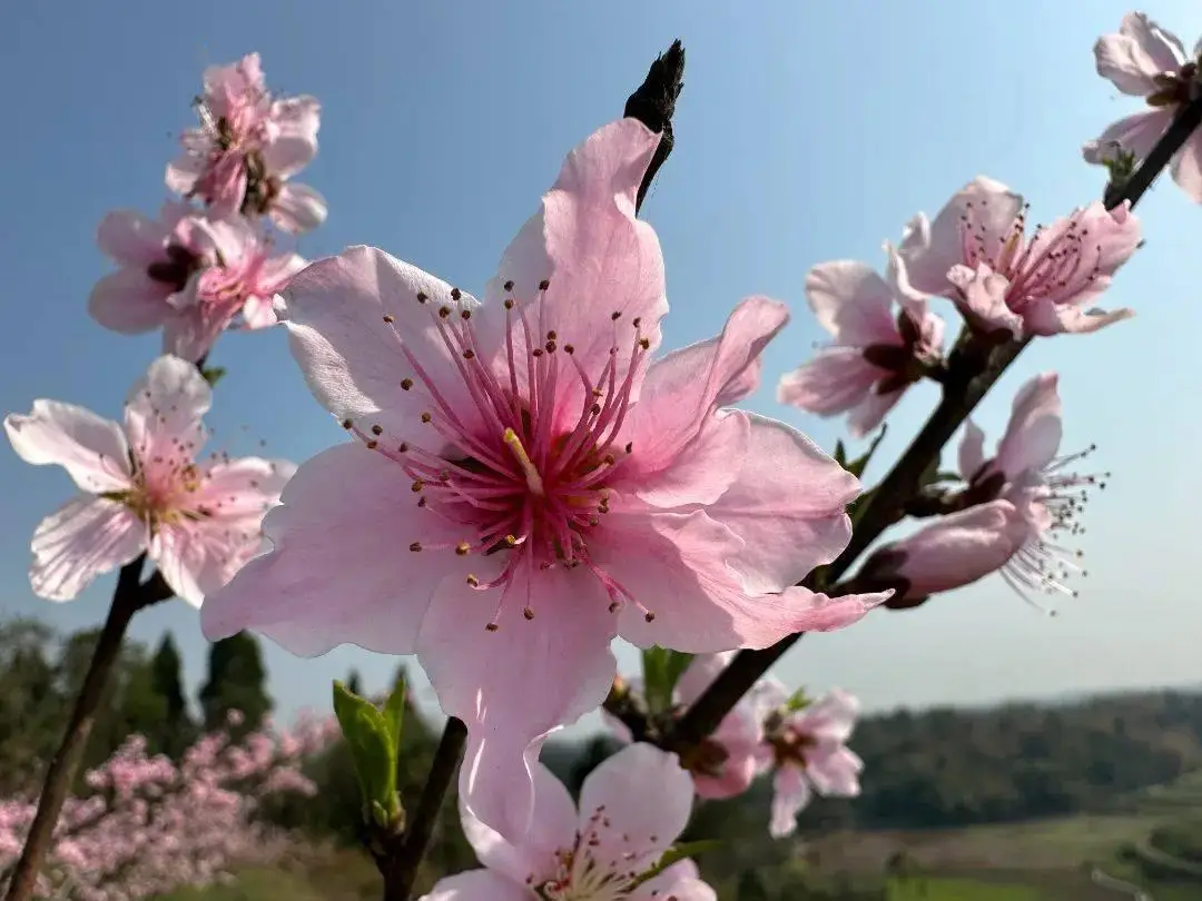 春到嘉州 | 桃花盛开增春色 赋能乡村振兴_李家村_茅桥镇_产业园区