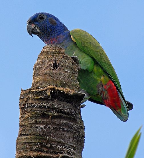 p>蓝头鹦哥(学名: i>pionus menstruus /i>)是 a href="#">鹦鹉科 /a