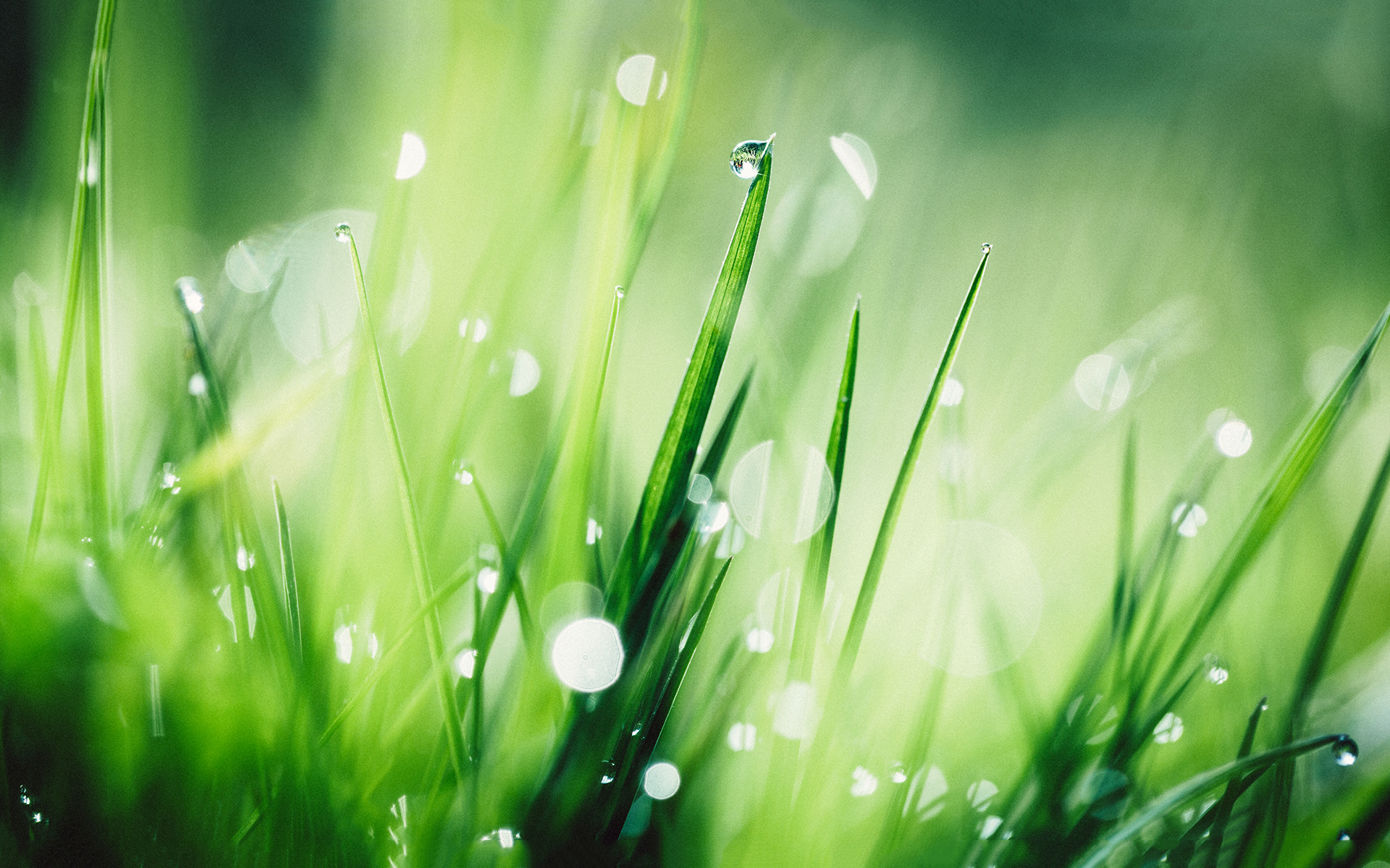 春天清新绿色摄影高清桌面壁纸