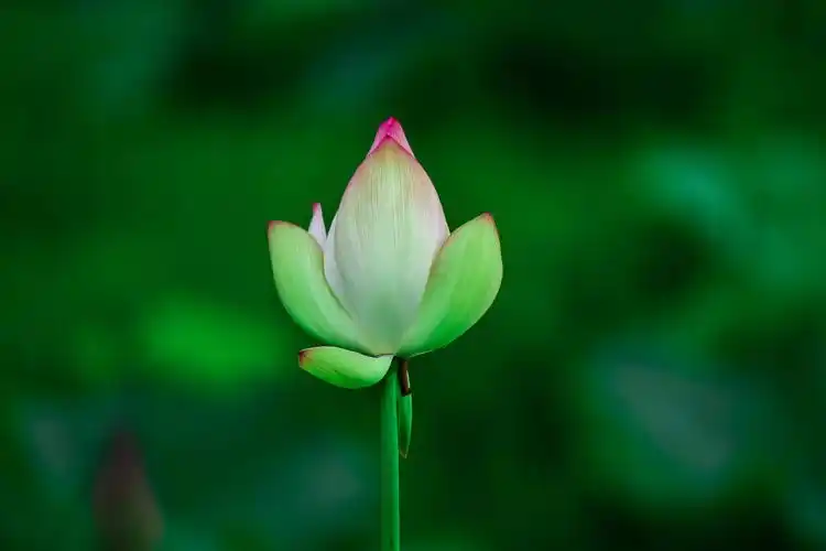 荷塘月色拍荷花