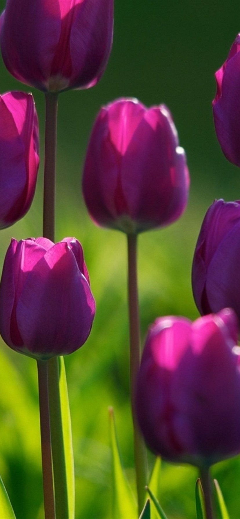iphone 壁纸 一些紫色郁金香,绿色背景