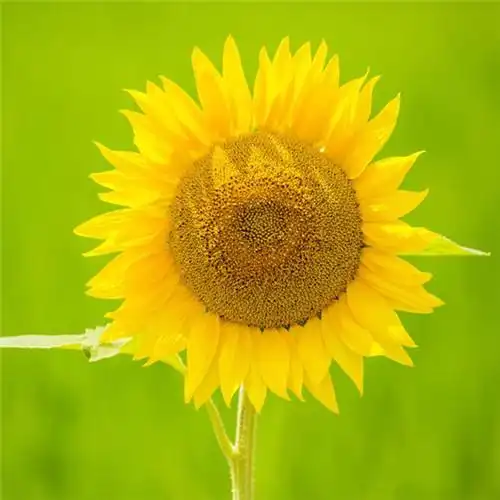 高清能带来好运的微信头像大全2021图片