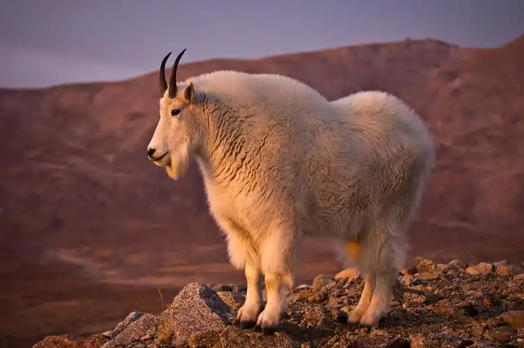 山羊素材-山羊图片-山羊素材图片下载-觅知网