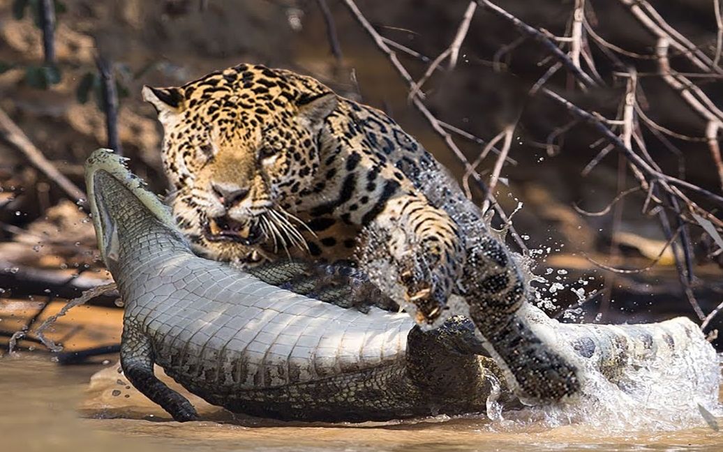 美洲虎日常捕杀眼镜凯门鳄