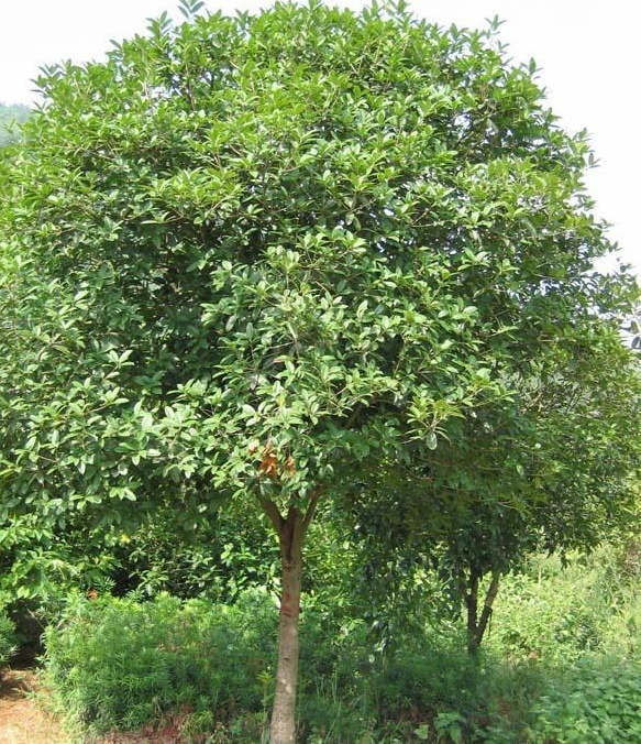 安徽苗木基地 大叶女贞 ( 地径8公分 )