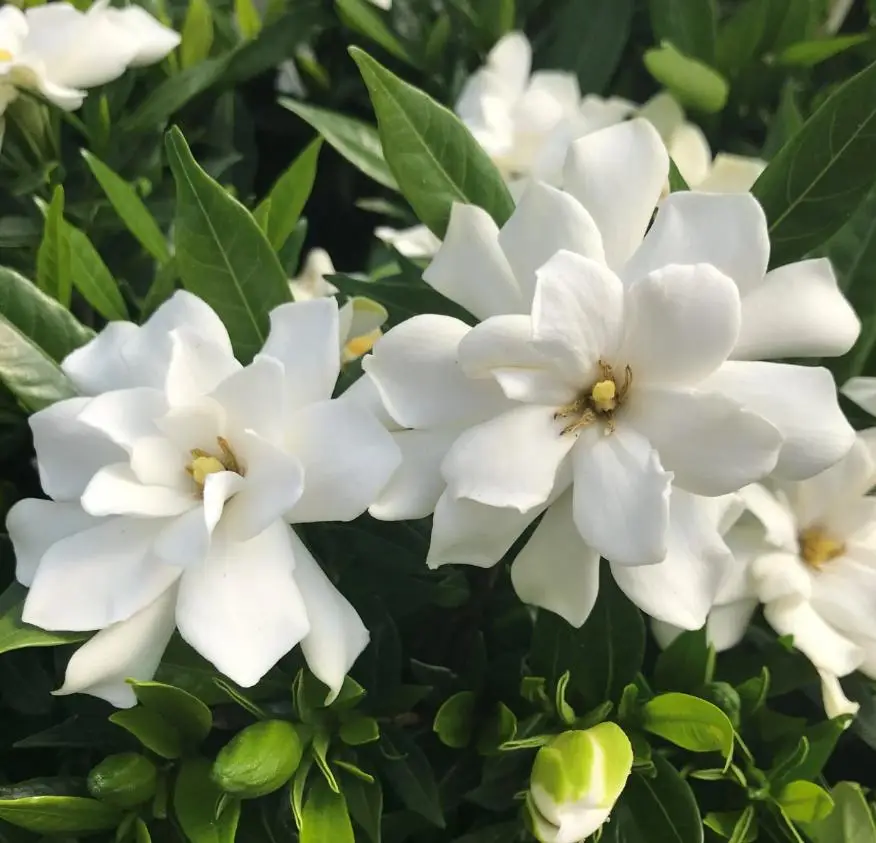 栀子花的大师级领军人物_吕文_产业_故事