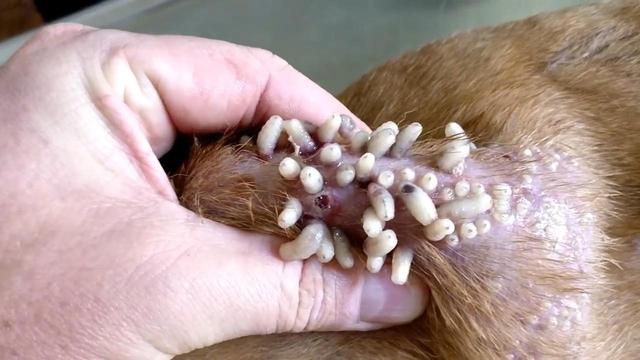 流浪狗身上长满寄生虫,随手一挤就是十几只,挤完感觉好过瘾