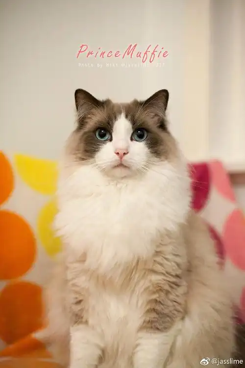 给大家介绍这只超美貌布偶 muffie