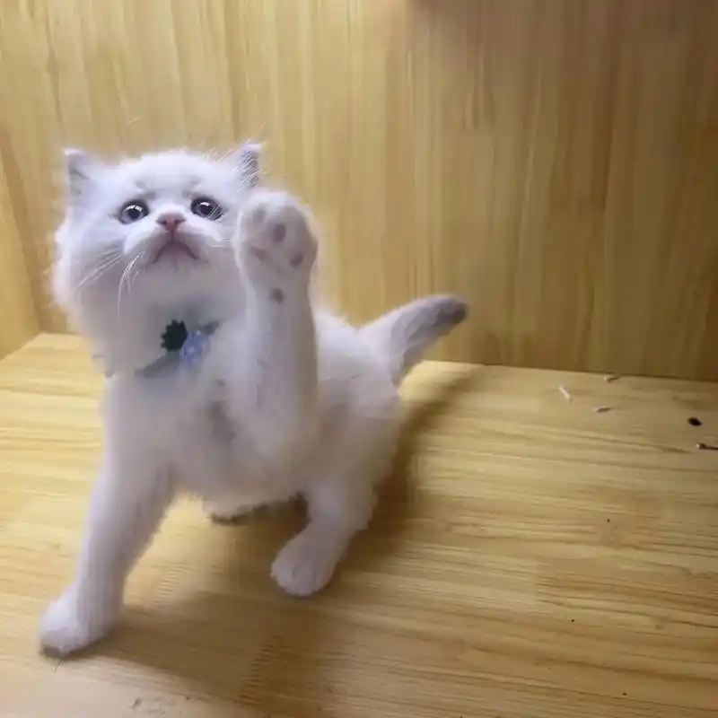 新猫已到~全场活动价!布偶猫699.新猫已到~全场活动价!布 - 抖音