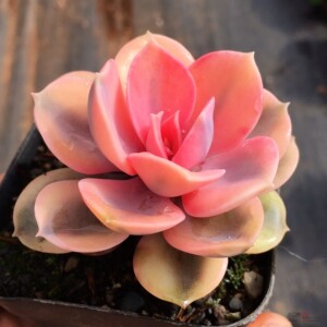 稀有多肉植物彩虹多头老桩彩心莲肉肉养易活紫珍珠贵货红心莲