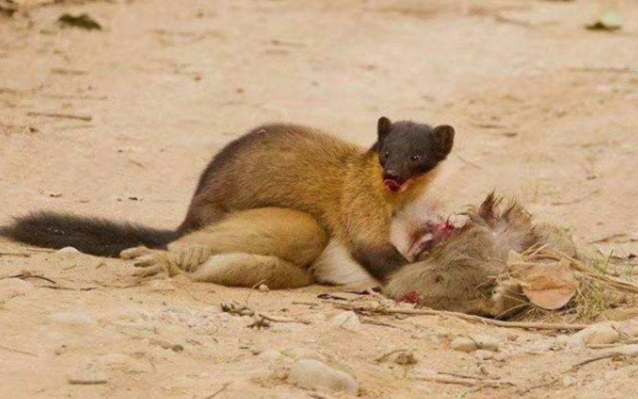 黄喉貂捕杀猴子,体型大上几倍的猴子,毫无还手之力!