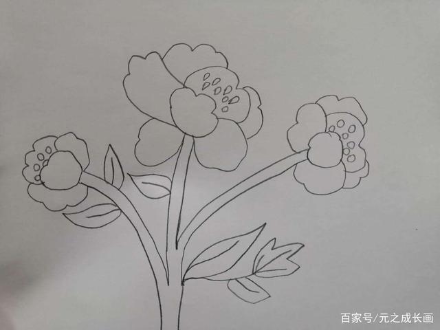 漂亮的牡丹花儿童彩铅简笔画