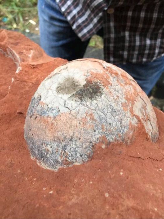 恐龙蛋内部你见过吗蛋清如同水晶