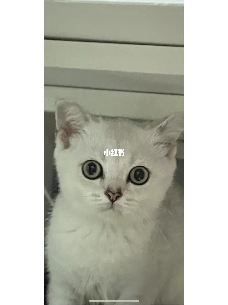 刚接回来的银渐层小猫,是折耳吗?