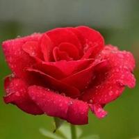 一支玫瑰头像 一枝玫瑰花唯美头像