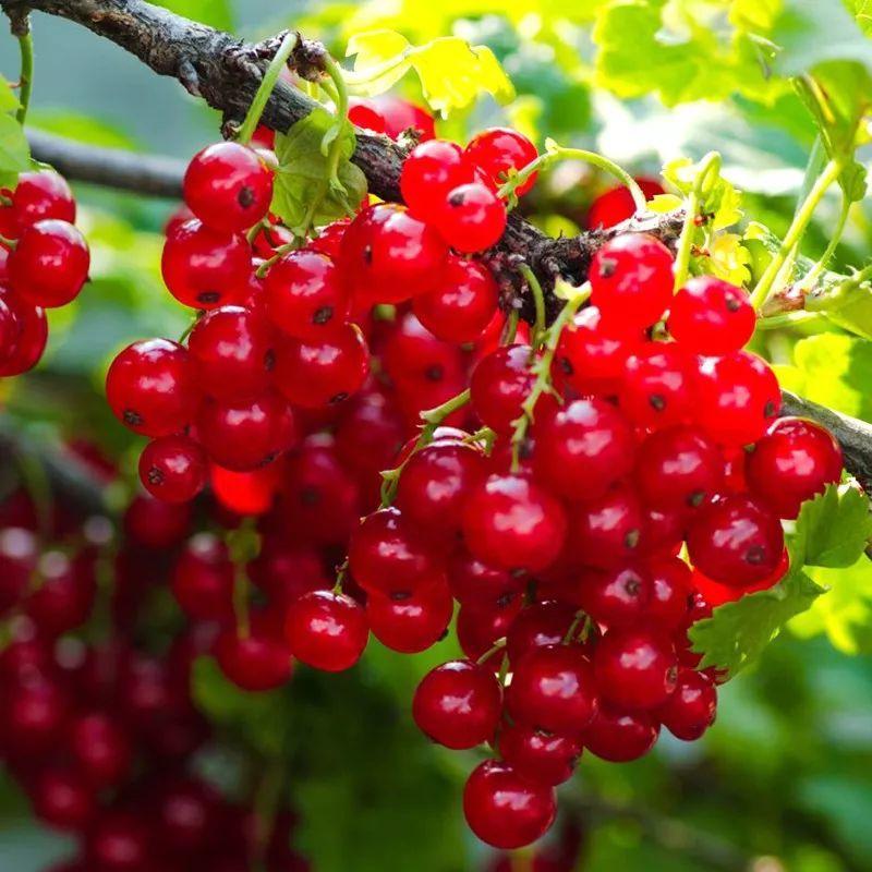 家里阳台种石榴树风水好吗6石榴树不怕晒把盆栽放在阳台上