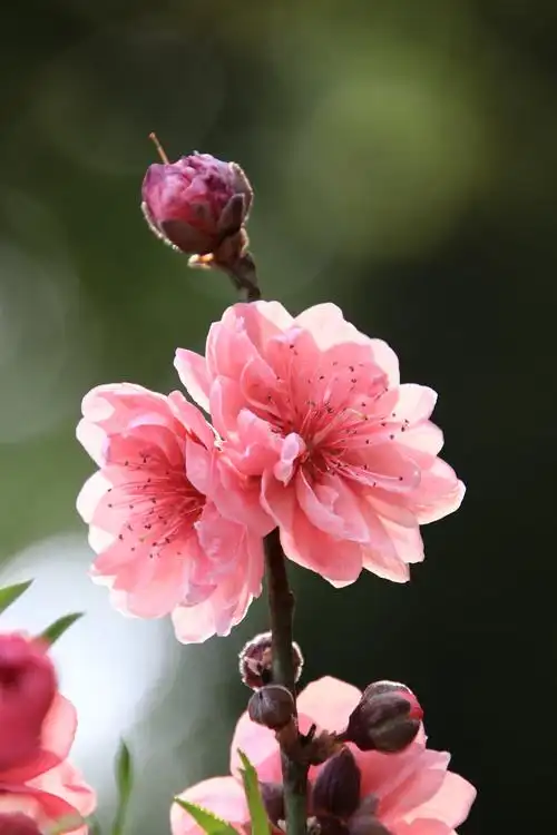 2021/02/04日,拍摄制作lra,音乐:桃花谣(谭晶).