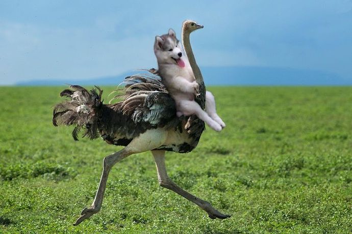 搞笑幽默二哈图片:哈士奇变成啥都骑