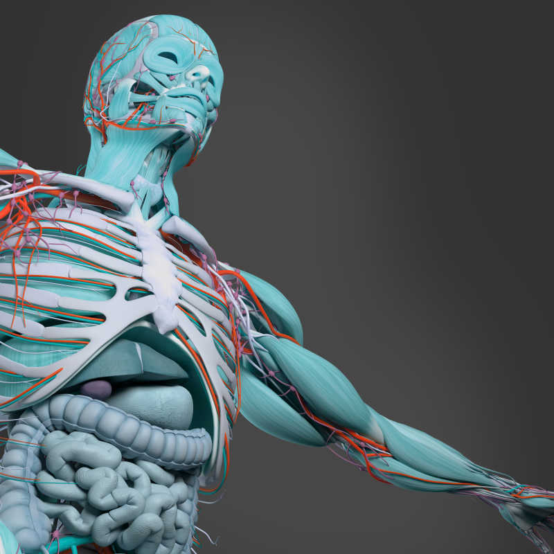 解剖学和肌肉隔离白色