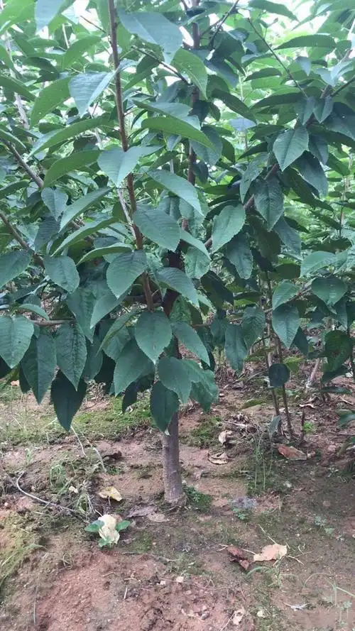樱桃树苗嫁接新品种车厘子苗当年结果大南北方种植庭院樱桃苗盆栽