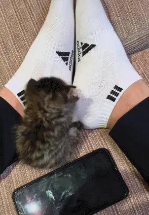 小奶猫闻一下臭脚,陶醉了,自己开始舔脚熏香鼻子_主人_猫咪_画面