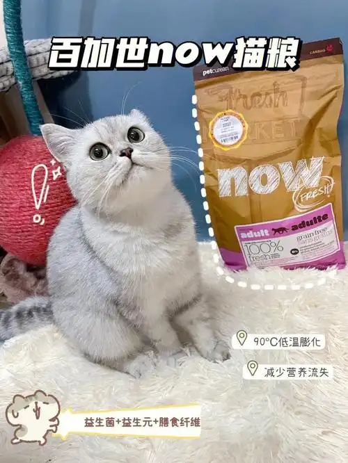 猫粮分享猫咪超爱的百加世now猫粮