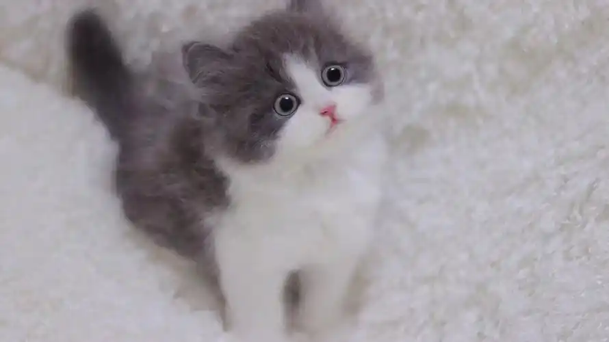 英短蓝白超级可爱呆萌