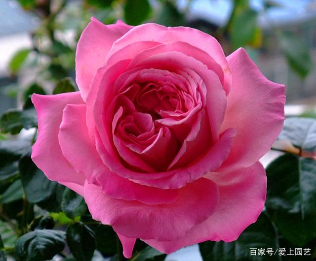 花比脸大系列——十个超大花的月季品种,你知道几个?