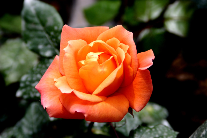 橙色火焰般的花朵,在艳阳下随风起舞.