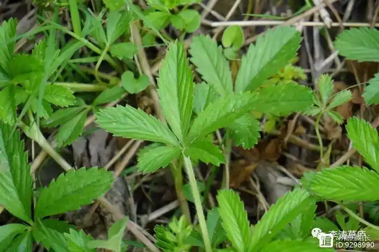 上海本土生物之植物篇---蛇含委陵菜(上海原生种)
