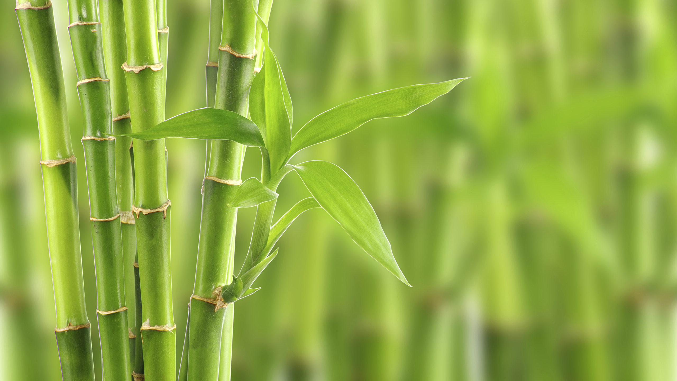 清新的绿色植物摄影高清宽屏桌面壁纸