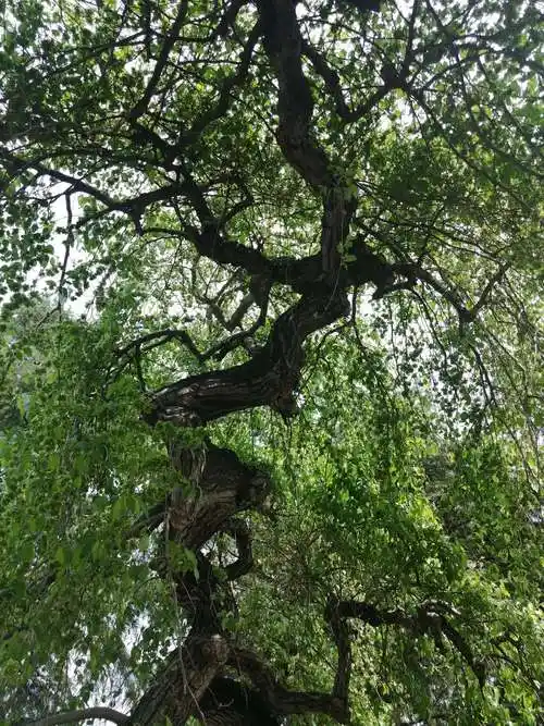 这个榆树长的好妩媚,粗粗的树干弯曲的支撑着像雨伞似的茂密的枝条