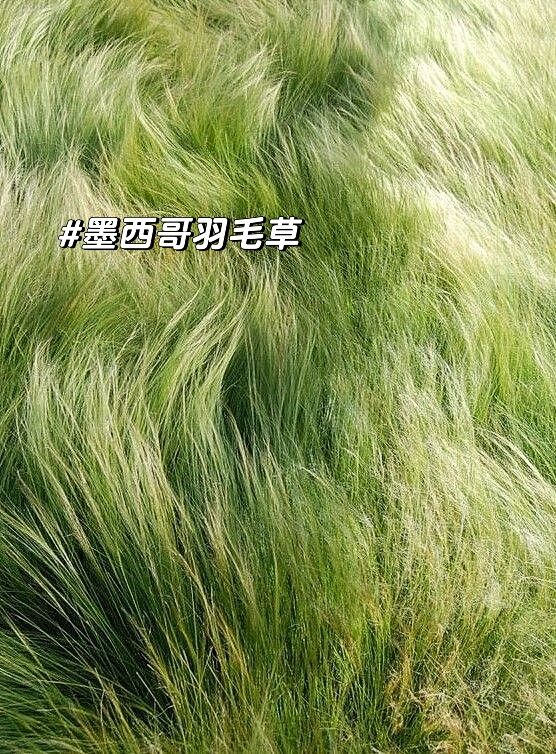 今日分享|墨西哥羽毛草 墨西哥羽毛草又叫细茎针茅  学名:stipa