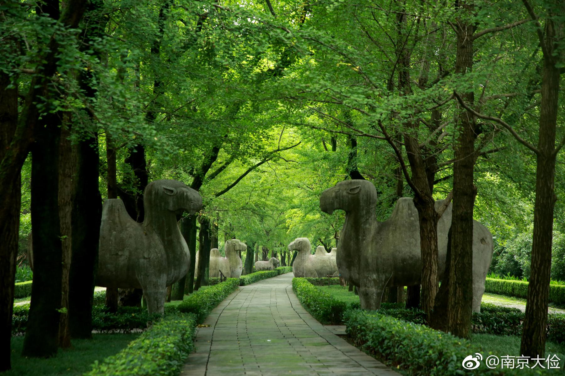 绿荫中的石象路|石象路|绿荫|明孝陵神道_新浪新闻
