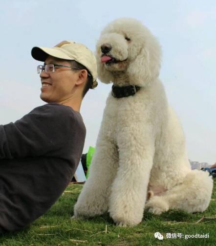 人家的巨型泰迪,才是真正的"泰日天"