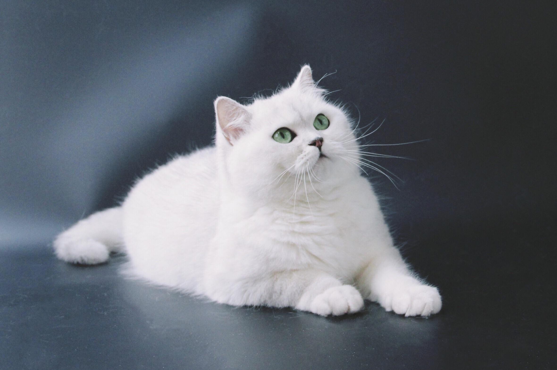 银渐层脸尖是不是串_猫咪