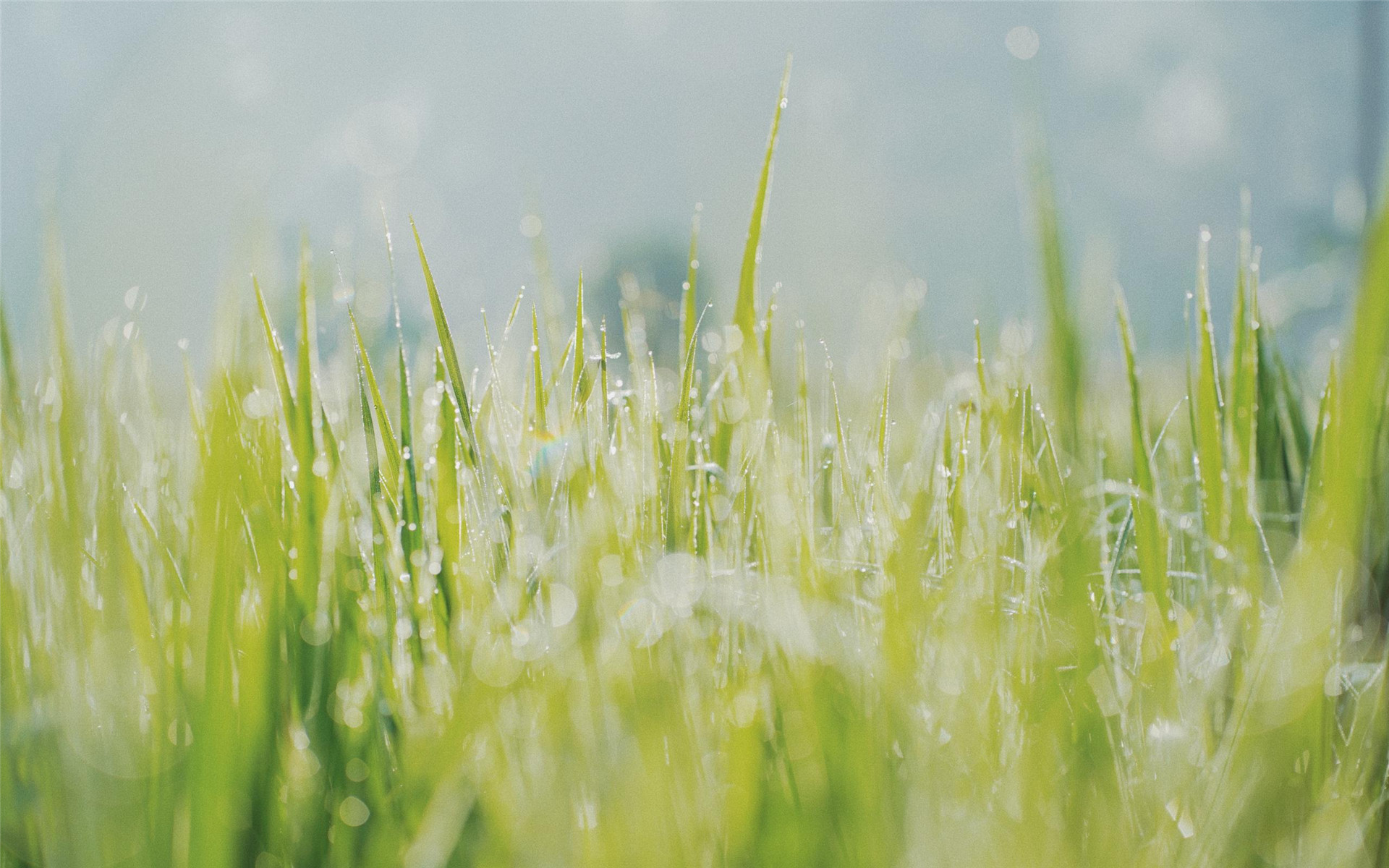 小清新植物ins风高清桌面壁纸