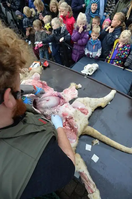 丹麦公园公开解剖小狮子儿童现场围观