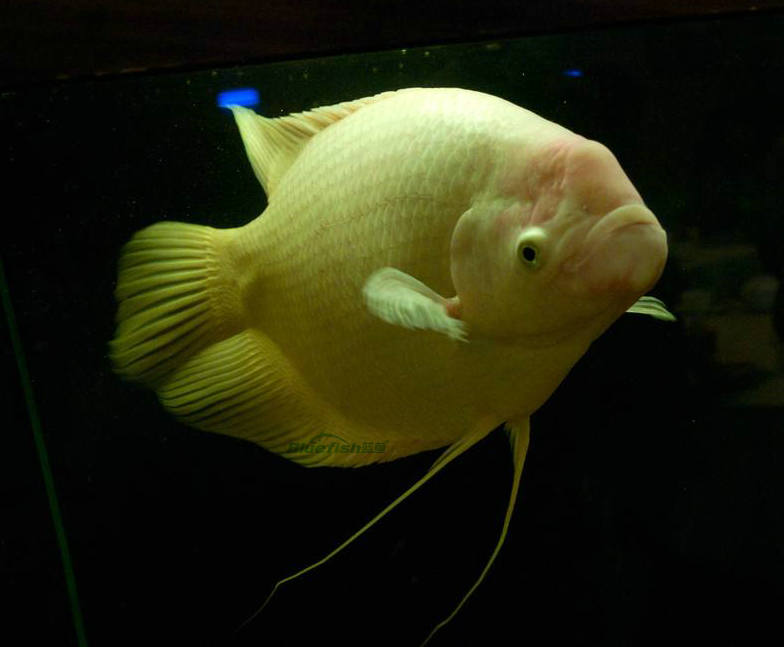 发财鱼常见疾病有哪些