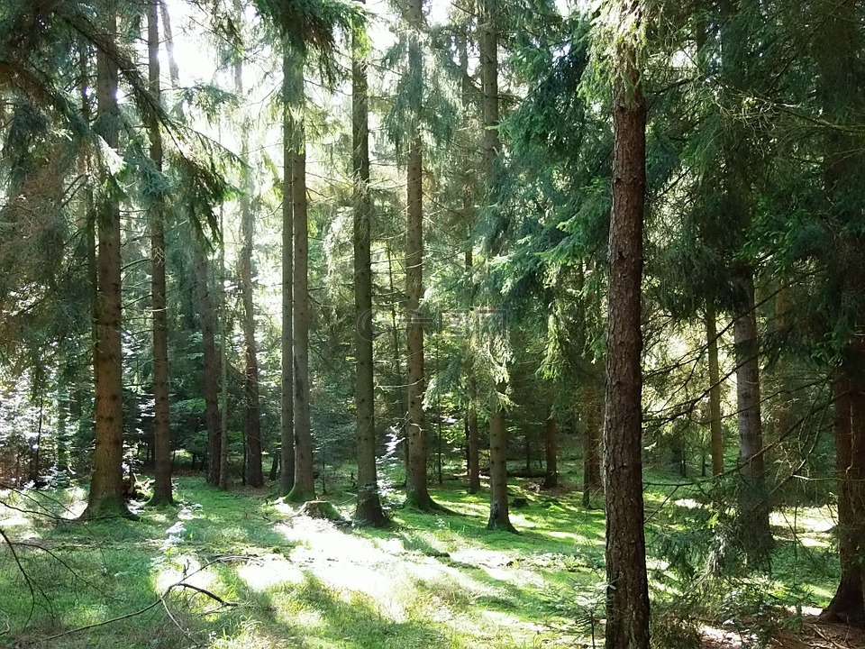 森林,阳光,绿色高清图库素材免费下载(图片编号:6578577)-六图网