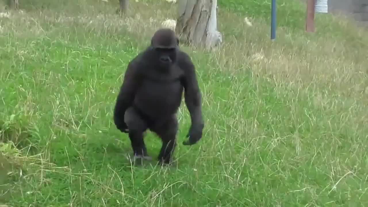 猩猩学饲养员走路上瘾这潇洒走姿让人着迷镜头记录搞笑全过程