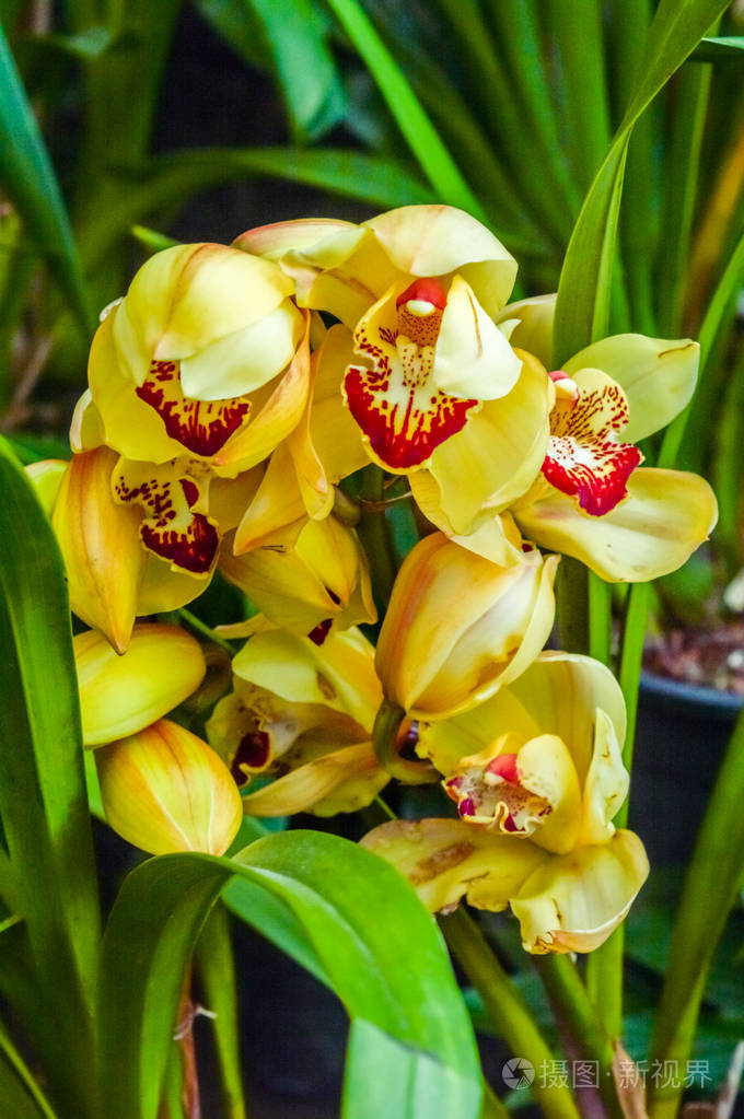 火百合或荣耀百合也叫火焰百合荣耀百合超级百合攀缘百合和匍匐百合是